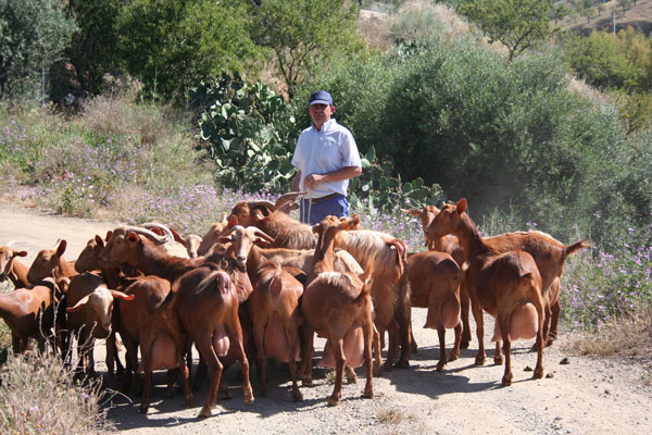 A happy goatherd  